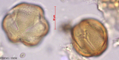 ISEM 1/Ehretia_dicksonii_29382/Ehretia_dicksonii_29382_0001(copy)_thumb.jpg
